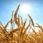 agricoltura caldo