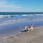cane in spiaggia