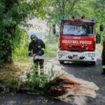albero danneggiato dal maltempo