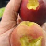 pesche colpite dalla grandine