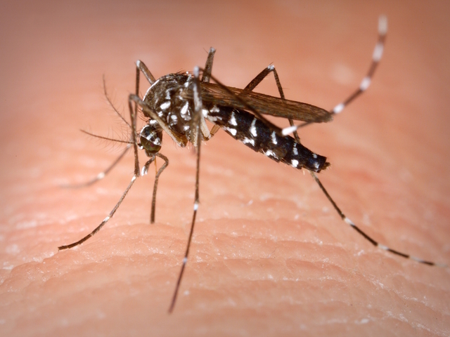 Lotta alle zanzare: previsti nuovi trattamenti adulticidi a Villanova e alla Cava