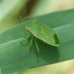 Cimice asiatica