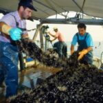 pescatori,