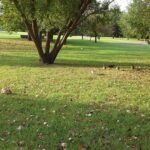 parco urbano
