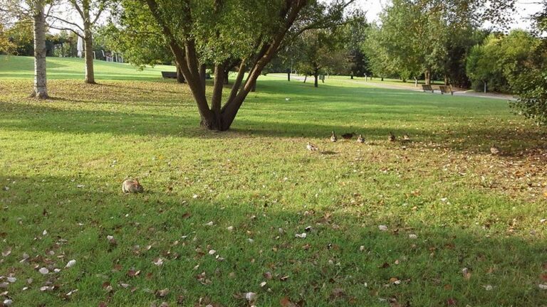 Elezioni, Zattini: affidata progettazione laghetto Parco Urbano a studio di professionisti esterni