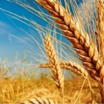 grano