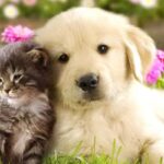 cane e gatto