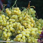 grappoli uva