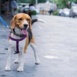 cane al guinzaglio