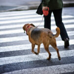 cane e proprietario