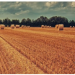 agricoltura