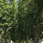 alberi