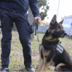 polizia locale rimini