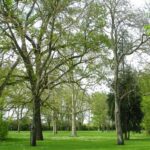 alberi bologna