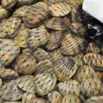 vongole