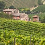 vigna