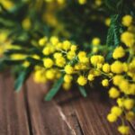 mimose