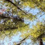 alberi