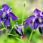 Aquilegia-della-Majella