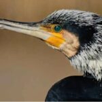 cormorano-atlantico