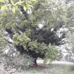 dettaglio quercia secolare