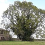 quercia secolare