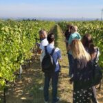 visita vigna Tenuta Masselina