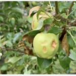 frutta daneggiata dalla grandine