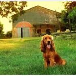 cane in agriturismo