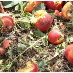 frutta grandine