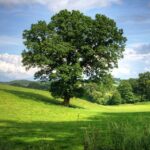 albero