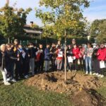 albero piantato 1