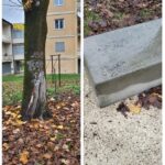 scritta nell’albero