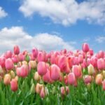 tulipani