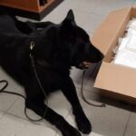 cane antidroga