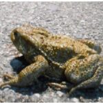 Salvataggio rospi 2