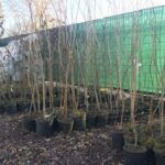 alberi-per-i-cittadini
