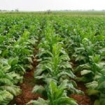 campo di tabacco
