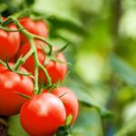 frontiers-in-sustainalble-food-systems-tomato-fruits-send-electrical-warnings-to-the-rest-of-the-plant-when-attacked-by-insects