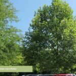platano-platanus