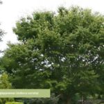 zelkova-giapponese