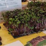 foglioline di Nilo Sori