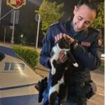 polizia e gatto