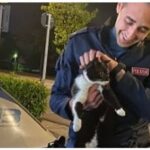 polizia e gatto 2