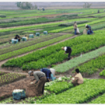 lavoratori