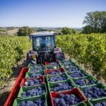 vigna paesaggio mare e trattore