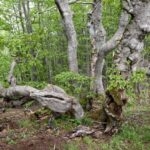 Parco Appennino Tosco-Emiliano