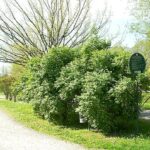 Parco di Villa Angeletti