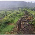 danni all’agricoltura