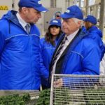 lollobroigida-orogel